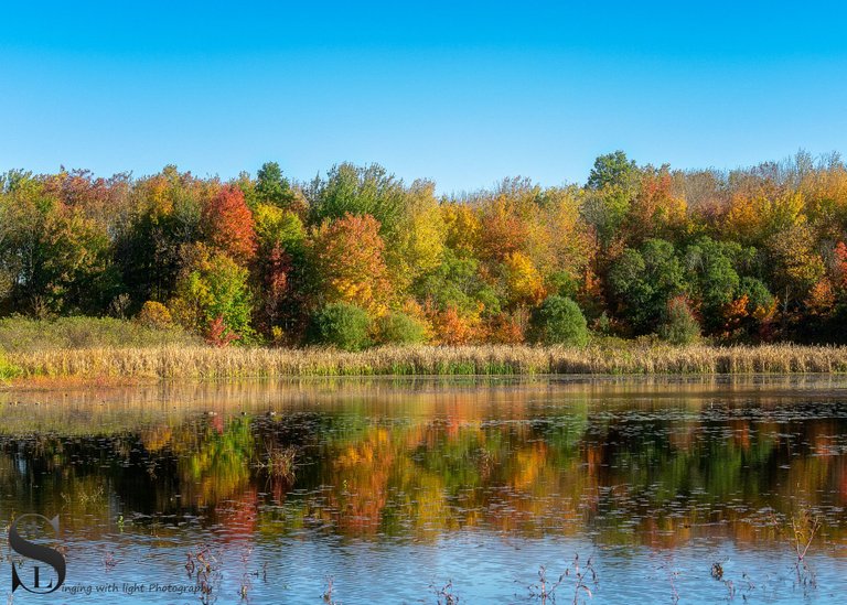 tamron 40-500 fall colors.jpg