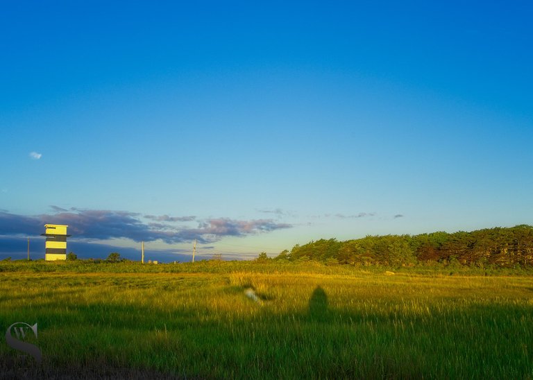 thurs West island Marsh-6.jpg