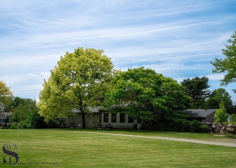 sb trees-3.jpg