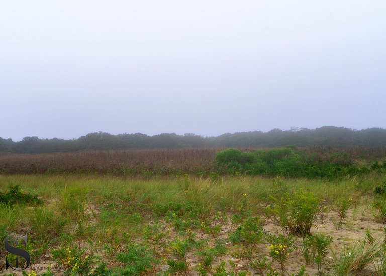 WW est island beach foggy-3.jpg