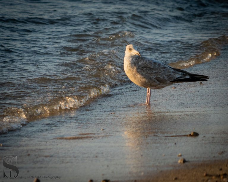 seagulls-2.jpg