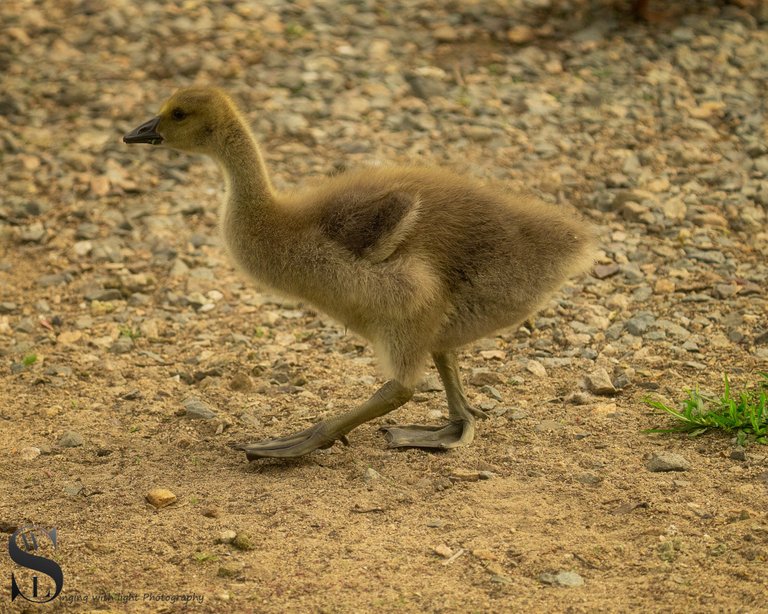 spring goslings-7.jpg
