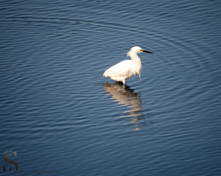 egrets-2.jpg