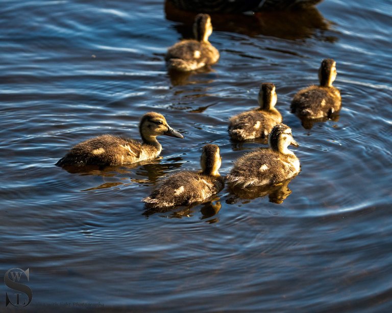 ducks-7.jpg