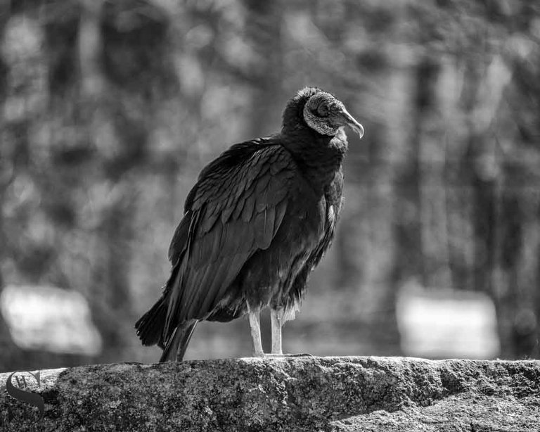 mono at the zoo-4.jpg