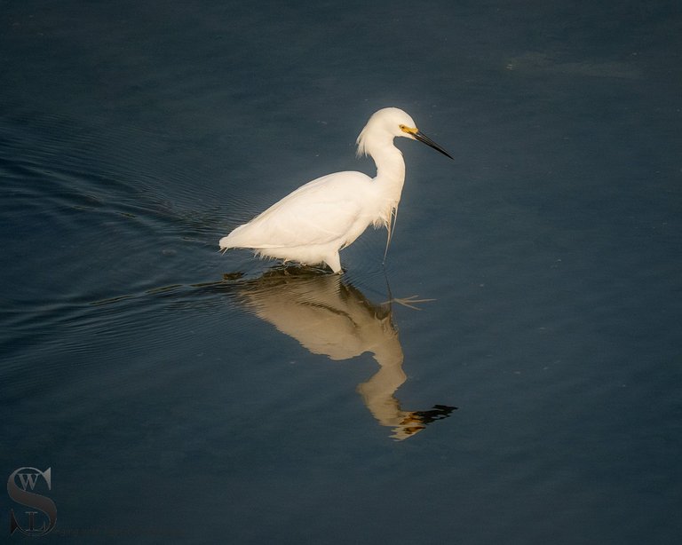 egrets-3.jpg