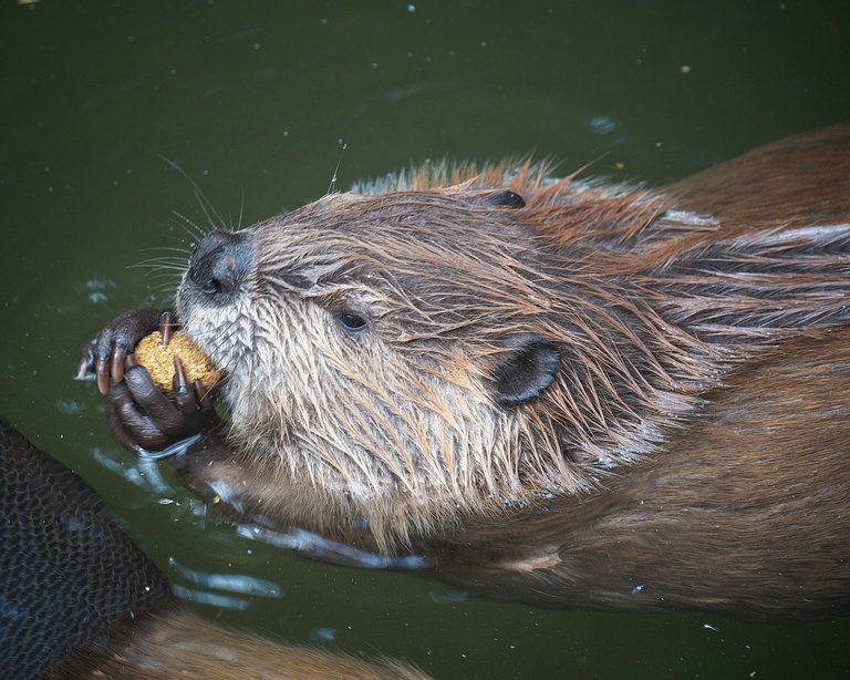 at the zoo again-4.jpg
