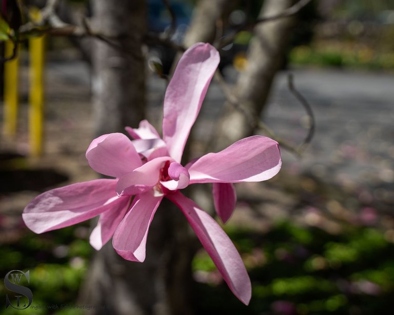 flowers and blossoms-5.jpg