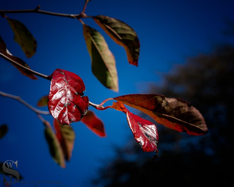 hazelwood park fall colors_-5.jpg