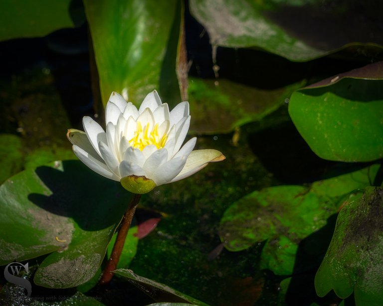 water lillies.jpg