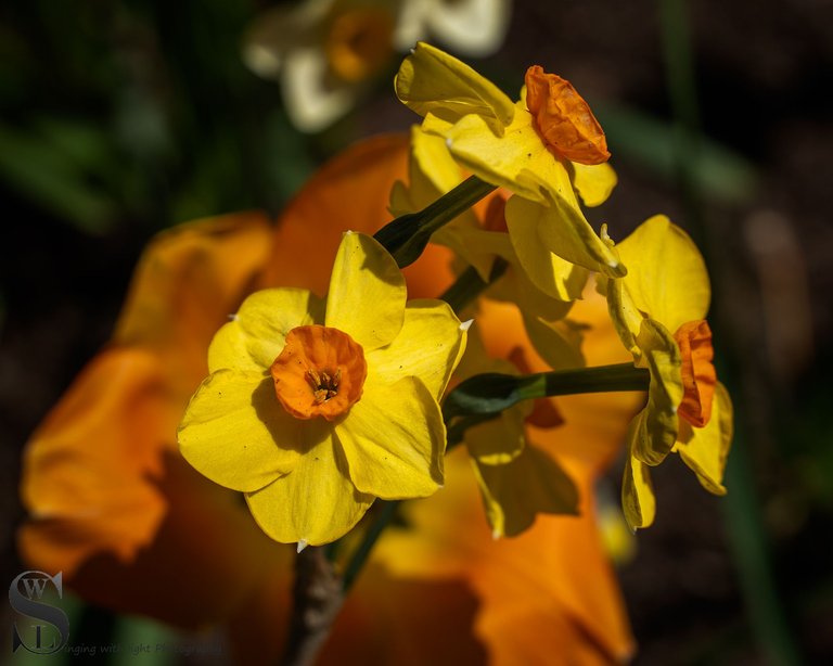 sb spring flowers-3.jpg