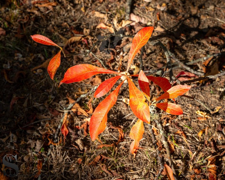 fall buttoonwood park.jpg