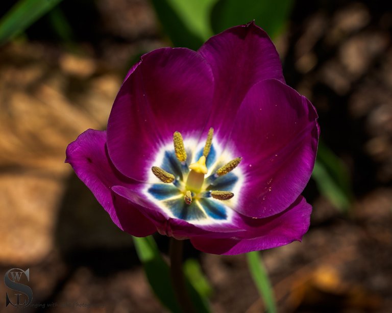 sb spring-4.jpg