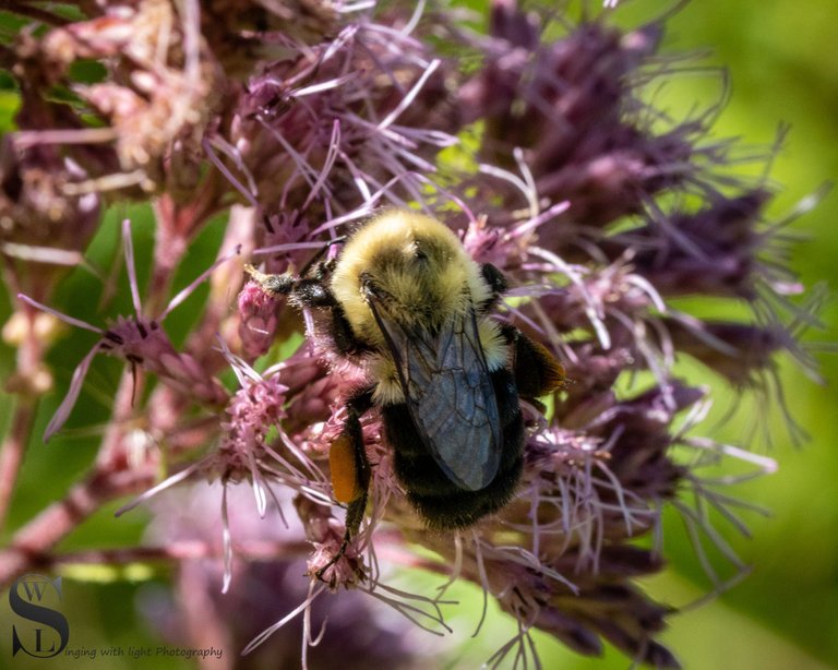 Sun Bees Knees-9.jpg