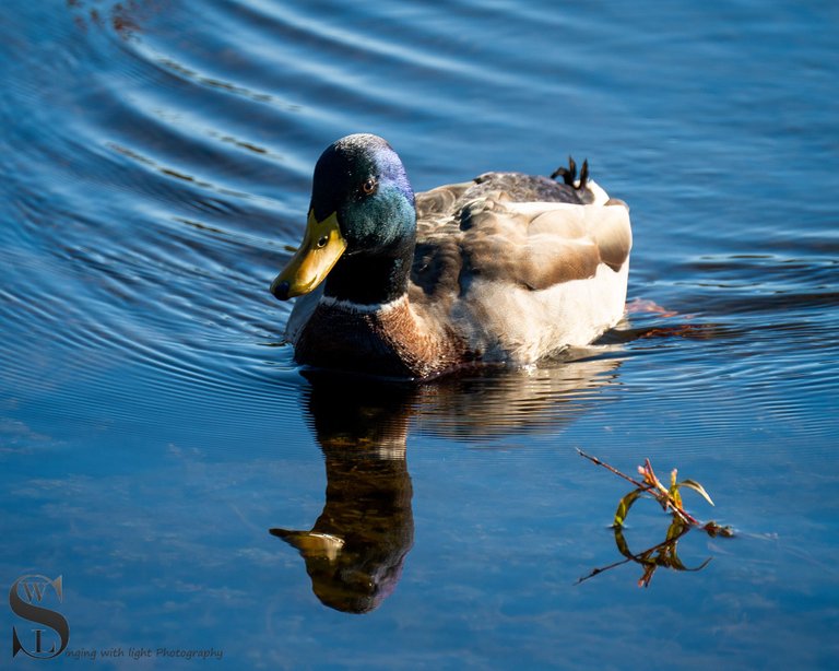 birds on the pond.jpg