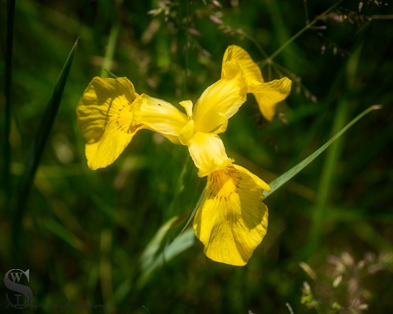 sb flowers in sawmill.jpg