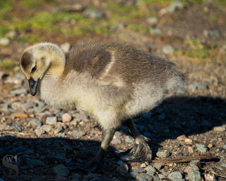spring goslings-4.jpg