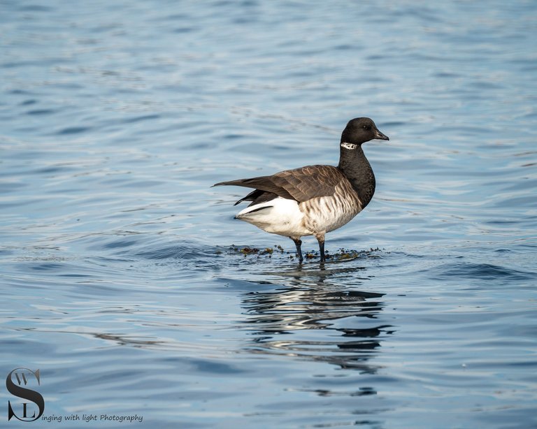 brant geese-2.jpg