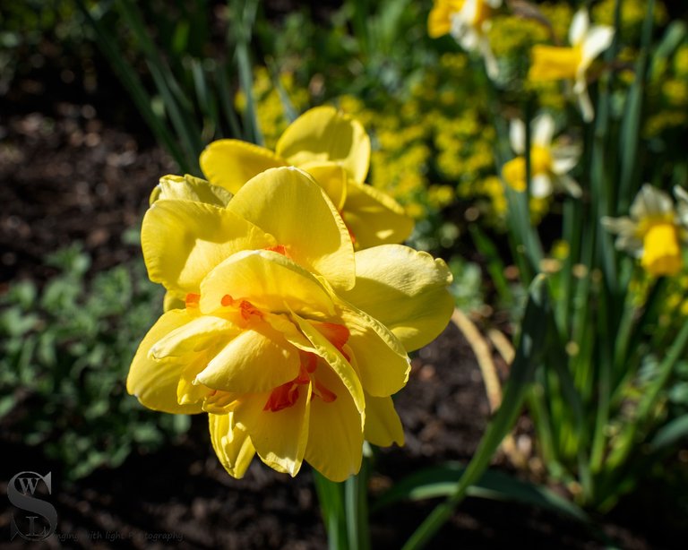 flowers haskell gardens-2.jpg