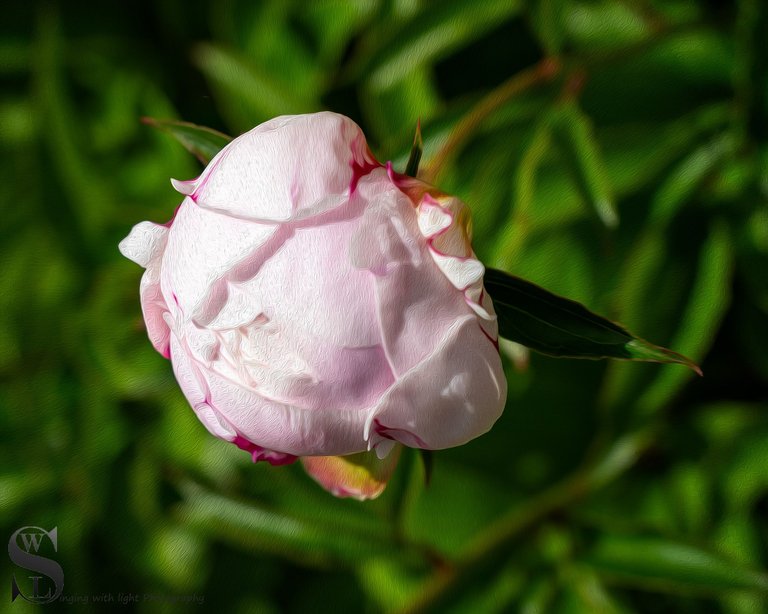 hskell flowers-2.jpg