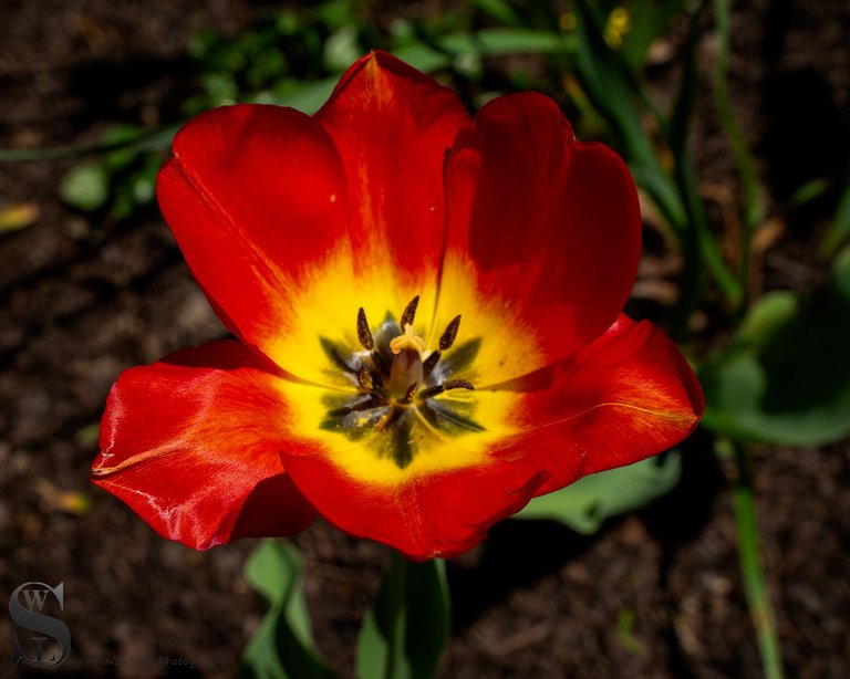 sb spring flowers-2.jpg