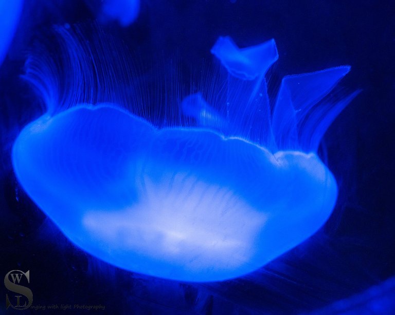 zoo fish-3.jpg