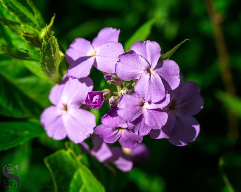 sb flowers in sawmill-3.jpg