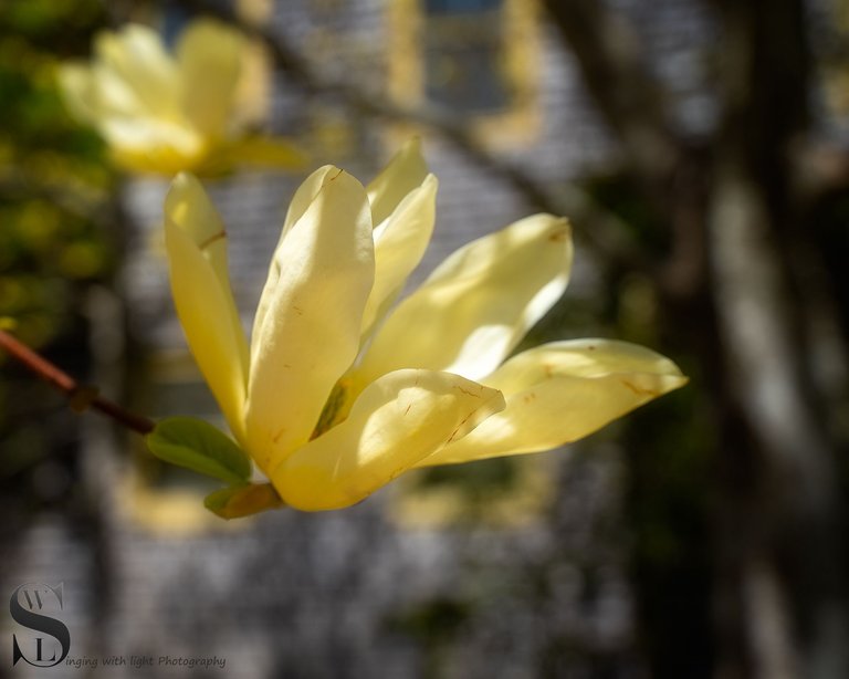 flowers and blossoms-4.jpg