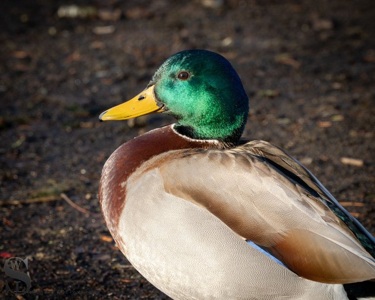 bs birds on the pond-2.jpg