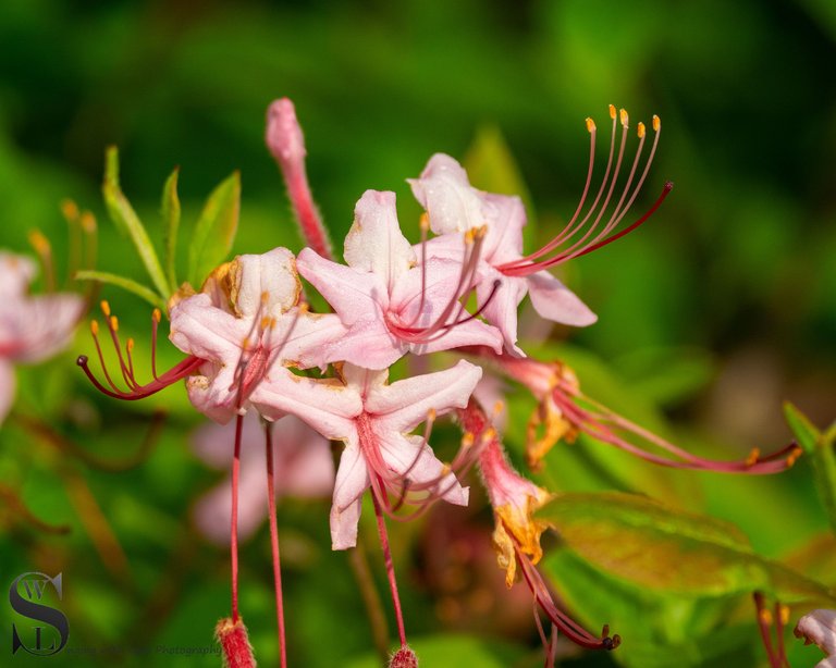 blossoms and bees.jpg