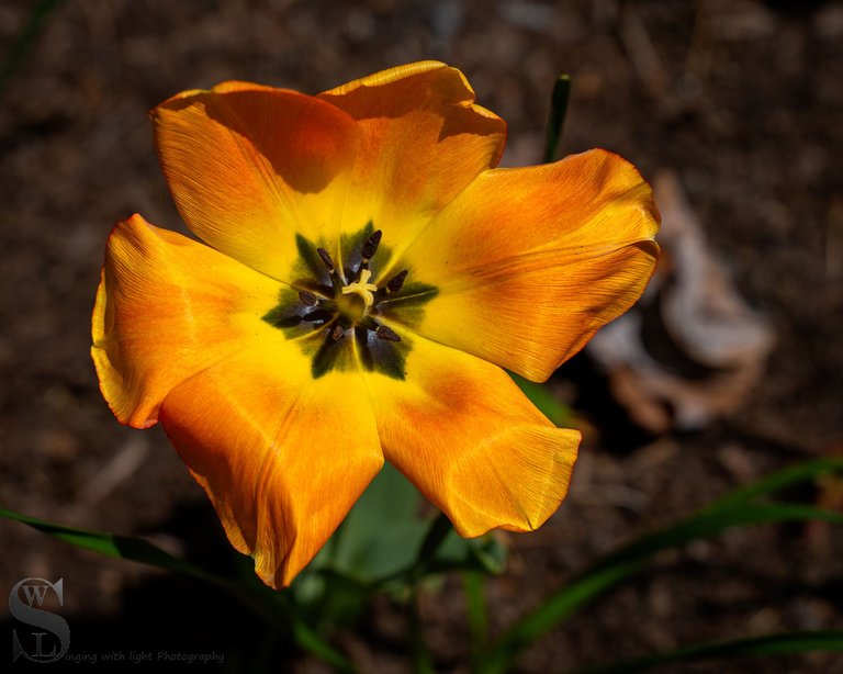 sb spring flowers-5.jpg