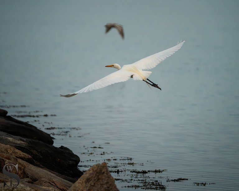 egrets-4.jpg