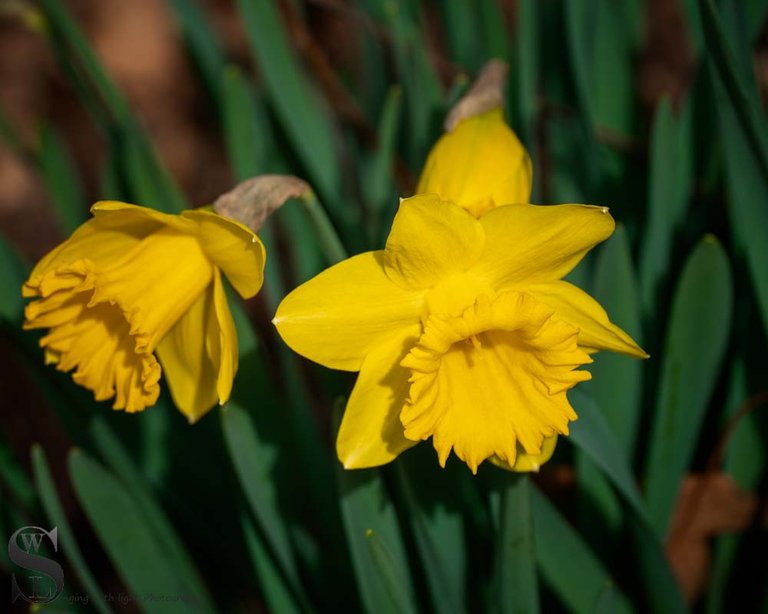 daffodils-4.jpg