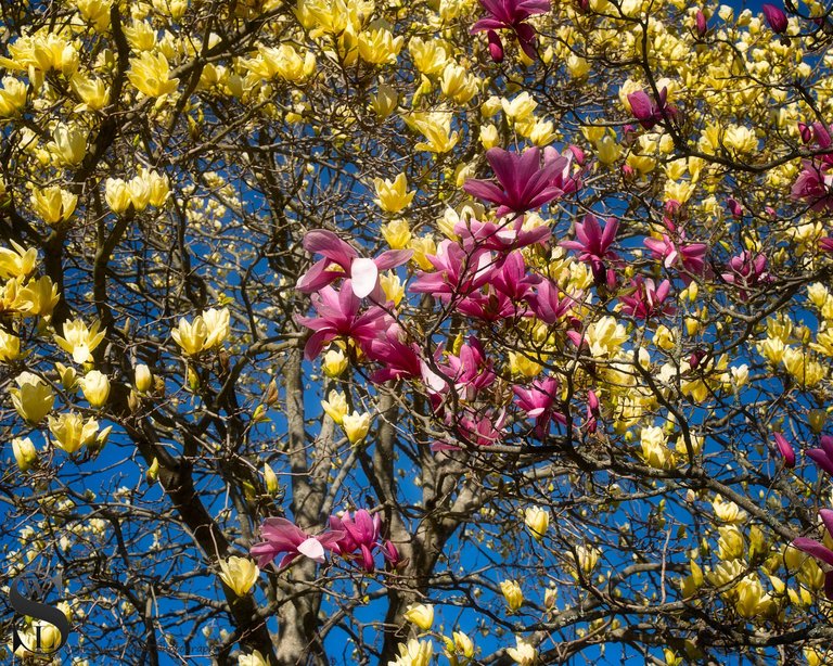 blossoms haskell gardens-5.jpg