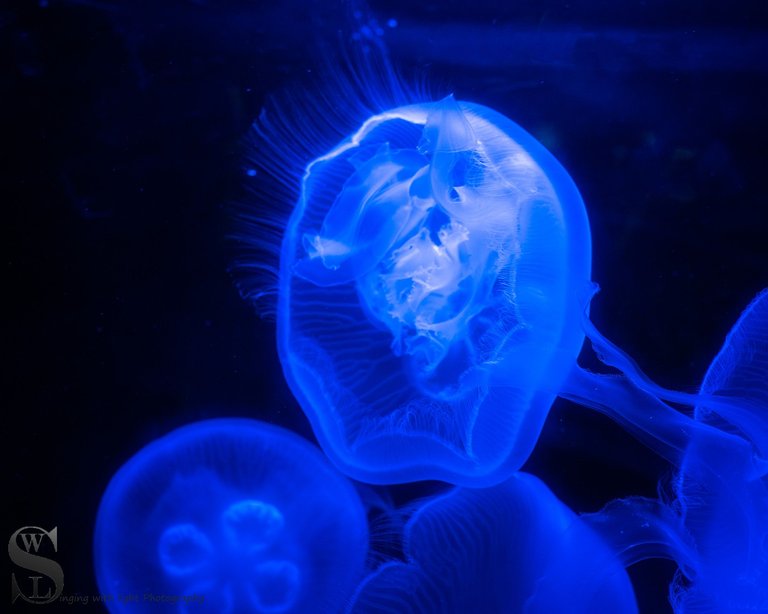 zoo fish-4.jpg