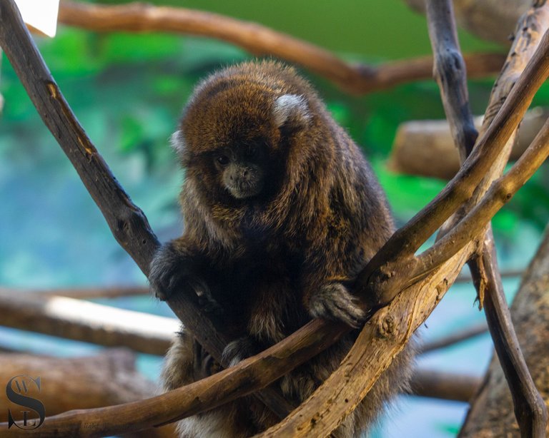 MF at the Zoo-4.jpg
