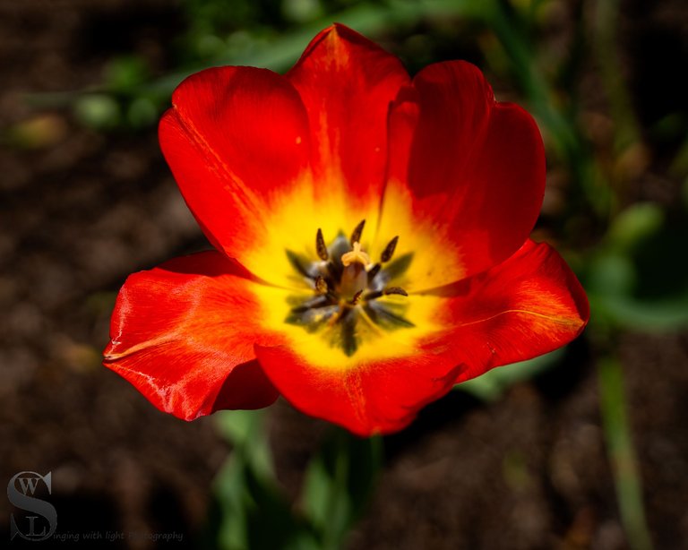 sb spring-2.jpg