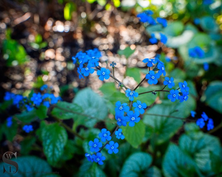 flowers haskell gardens-5.jpg