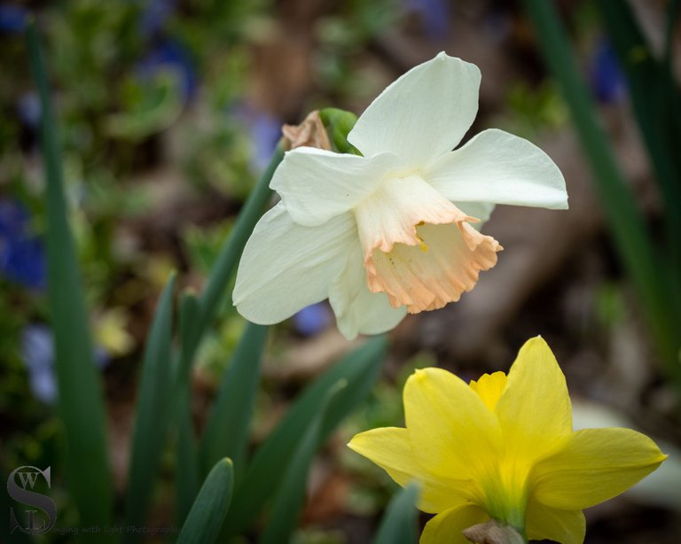 daffodils-4.jpg