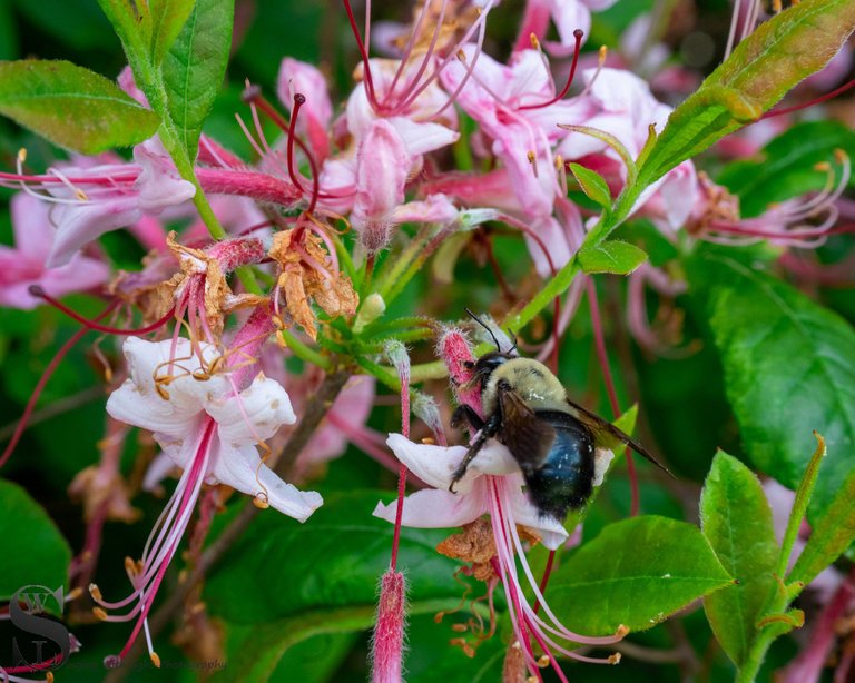 blossoms and bees-6.jpg