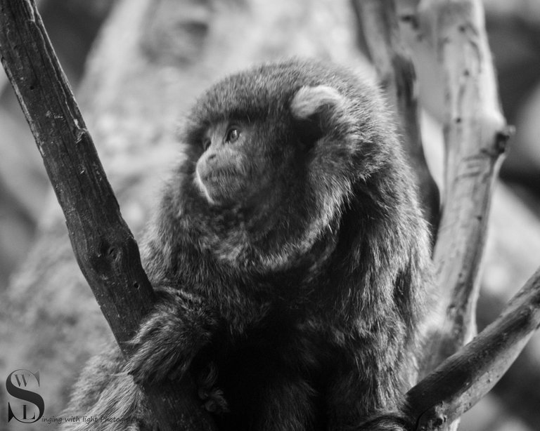 MF at the Zoo-3.jpg