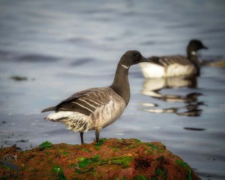 brant geese-3.jpg