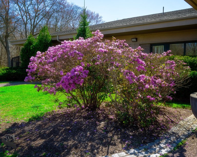 colorful nature in warmer times.jpg