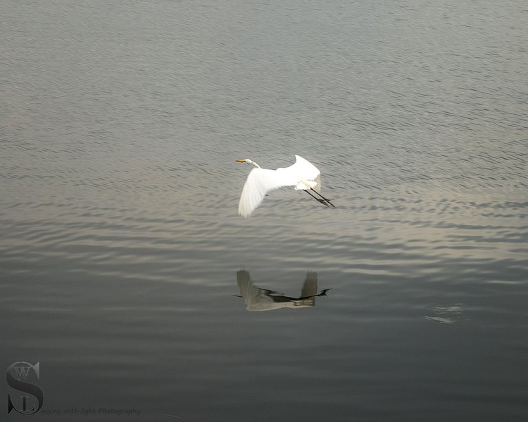 egrets-6.jpg