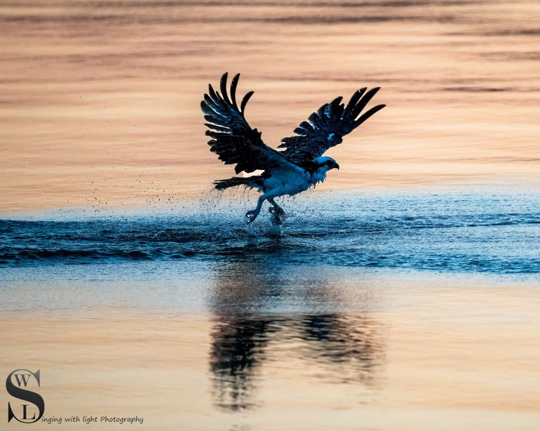 osprey fishing-3.jpg