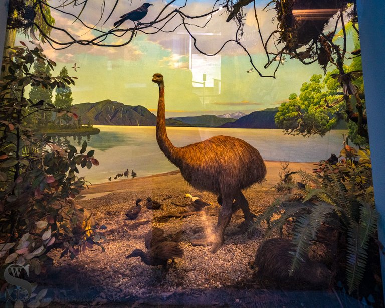 mf Natural History Museum.jpg