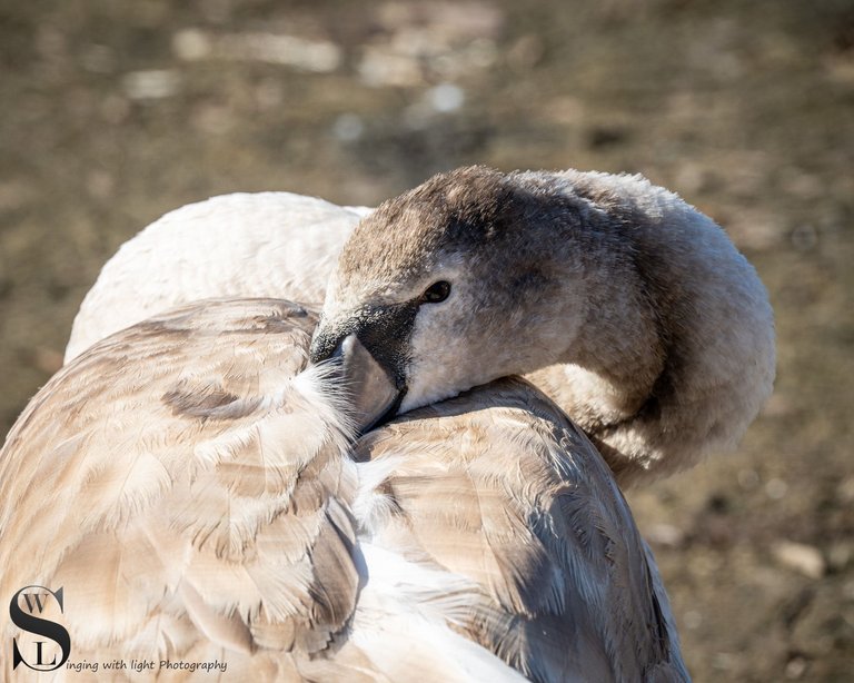 pond birds-3.jpg