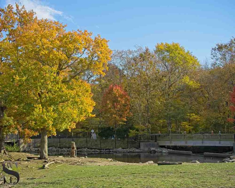 buttonwood fall colors_-2.jpg