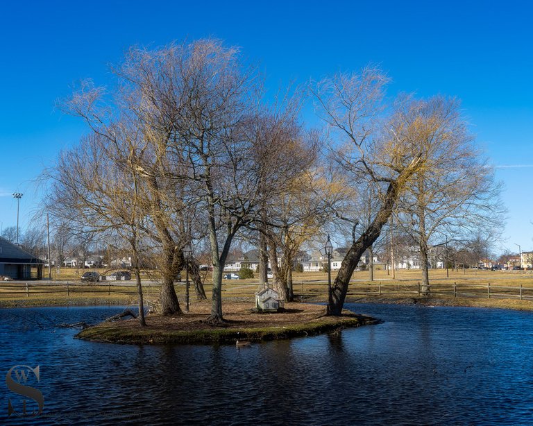 ww Trees brooklawn park-4.jpg