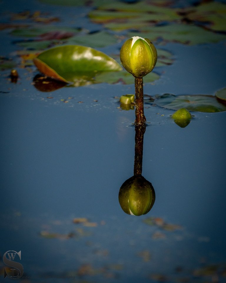 water lillies-4.jpg